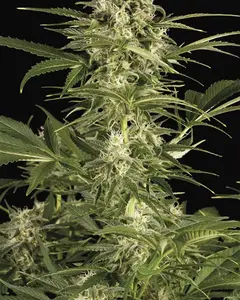 Lemon Juice Express Auto
