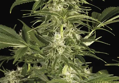 Lemon Juice Express Auto