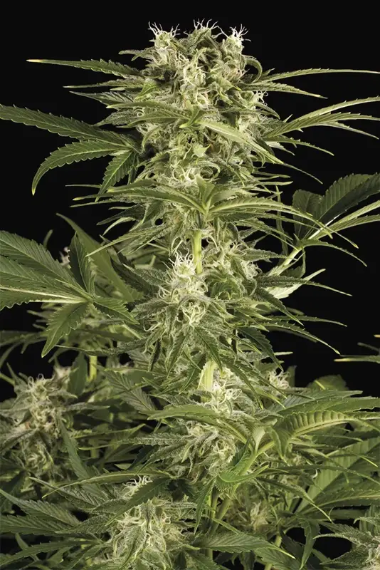 Lemon Juice Express Auto
