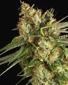 Lemon King