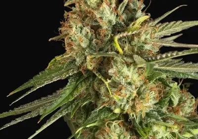 Lemon King