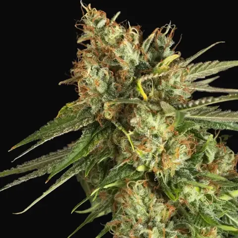 Lemon King