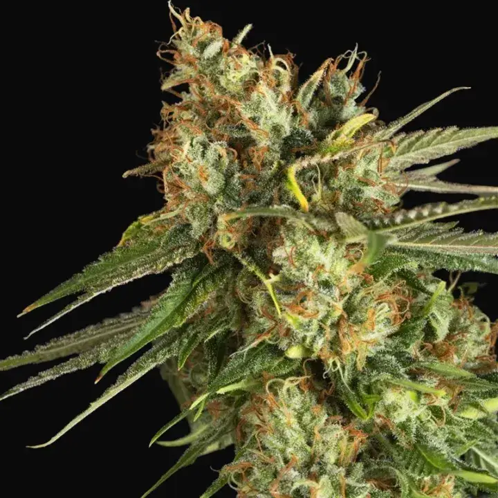 Lemon King