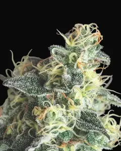 Lemon Larry OG