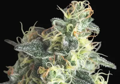 Lemon Larry OG