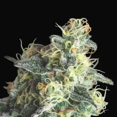 Lemon Larry OG