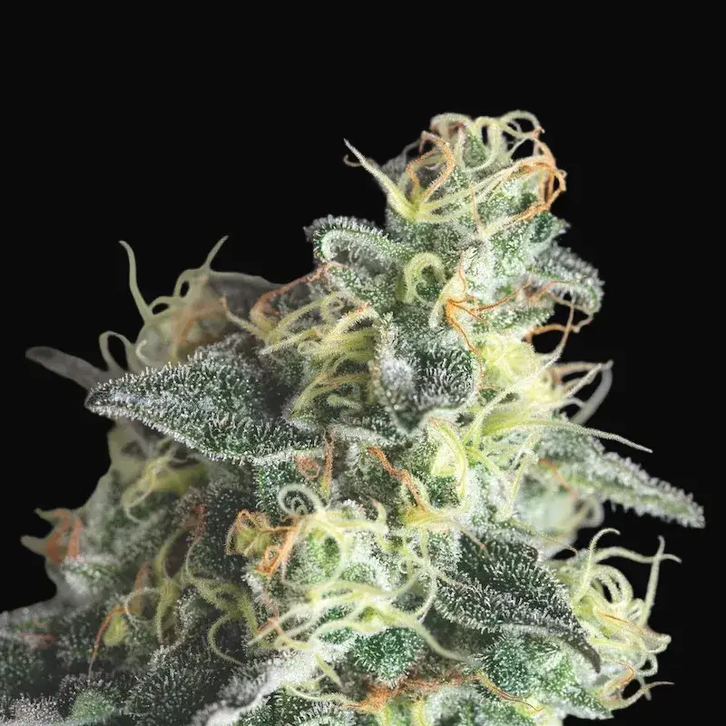 Lemon Larry OG