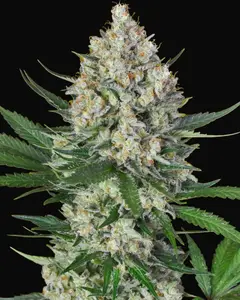 Lemon OG