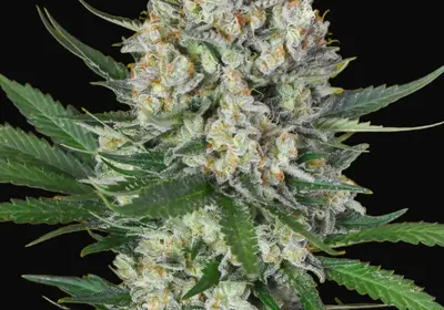 Lemon OG