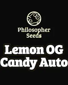 Lemon OG Candy Auto