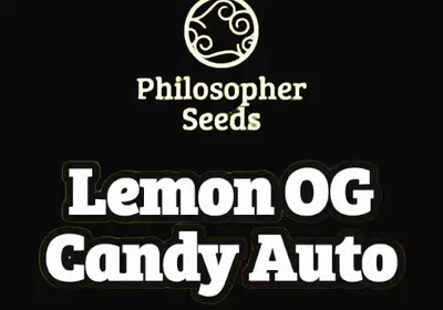 Lemon OG Candy Auto