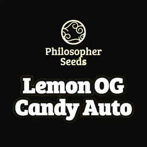 Lemon OG Candy Auto