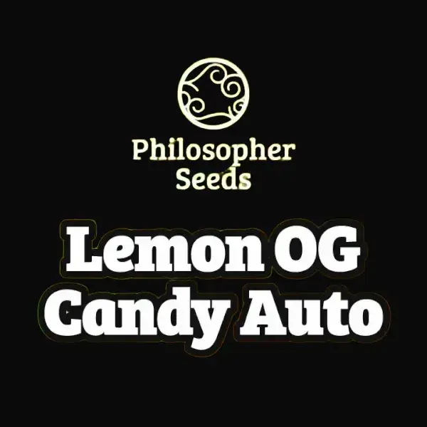 Lemon OG Candy Auto