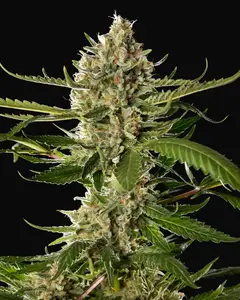 Lemon OG Candy