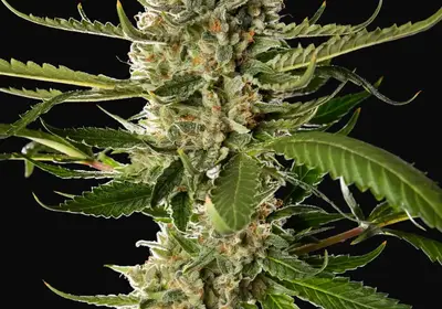 Lemon OG Candy