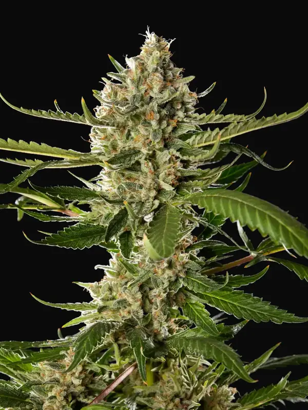 Lemon OG Candy