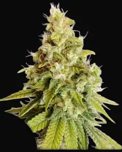 Lemon OG