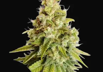 Lemon OG