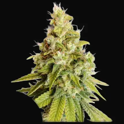 Lemon OG