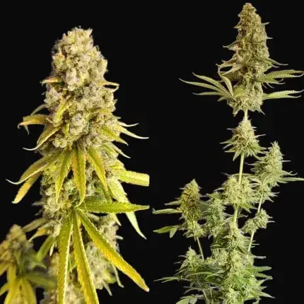 Lemon OG — zdjęcie 2