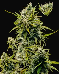 Lemon OG Haze Auto