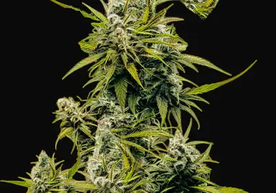 Lemon OG Haze Auto