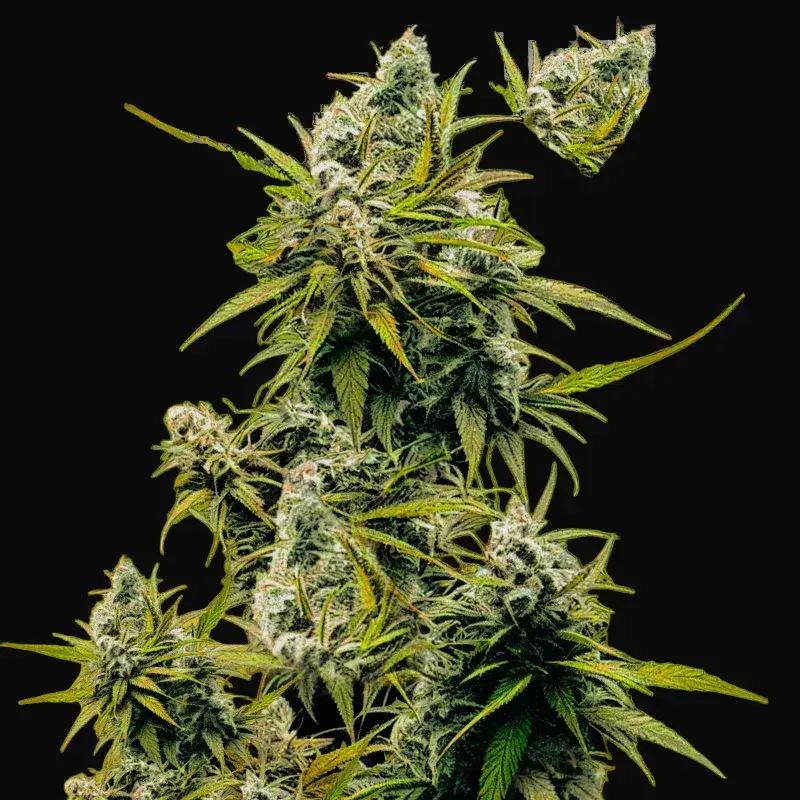 Lemon OG Haze Auto