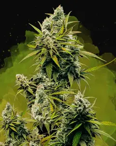 Lemon OG Haze Auto