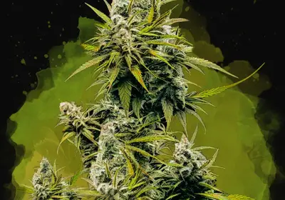 Lemon OG Haze Auto