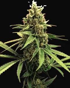 Lemon OG Haze