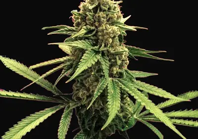 Lemon OG Haze