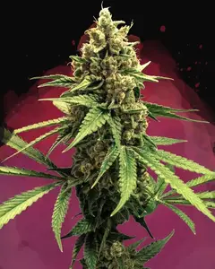 Lemon OG Haze
