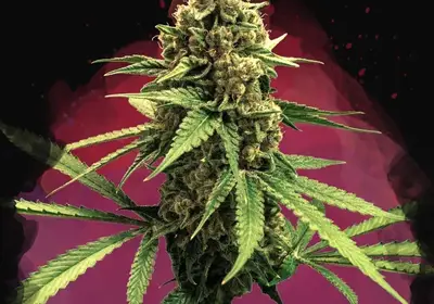 Lemon OG Haze