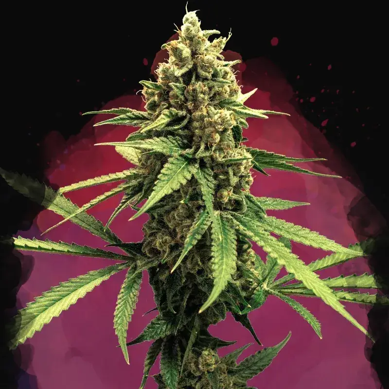 Lemon OG Haze