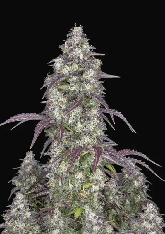 Lemon Pie Auto