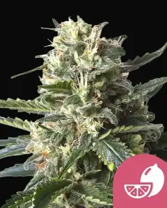 Lemon Shining Silver Haze