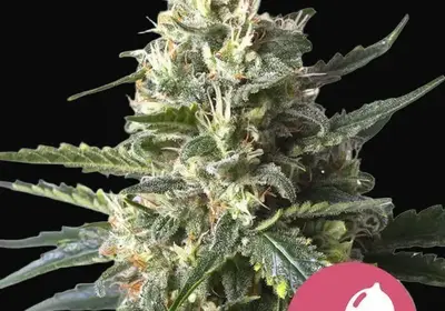 Lemon Shining Silver Haze
