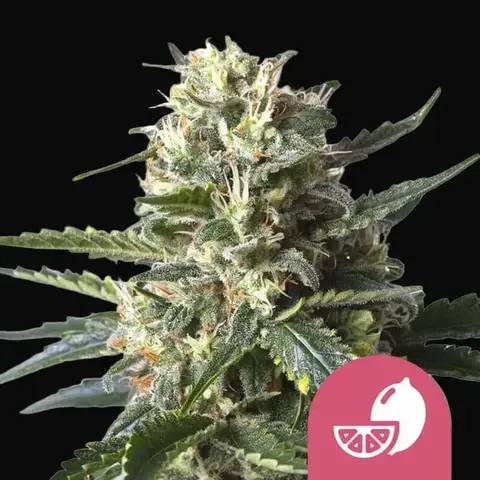 Lemon Shining Silver Haze