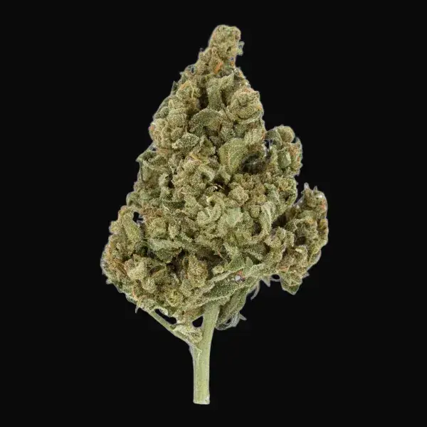 Lemon Shining Silver Haze — zdjęcie 6