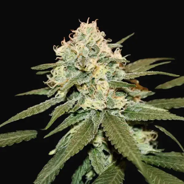 Lemon Shining Silver Haze — zdjęcie 3