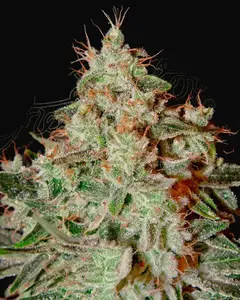 Lemon Skunk