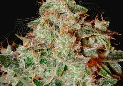 Lemon Skunk