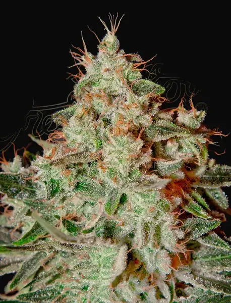 Lemon Skunk