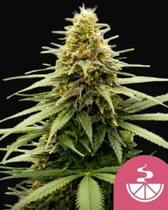 Lemon Skunk