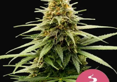 Lemon Skunk