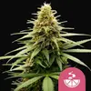 Lemon Skunk