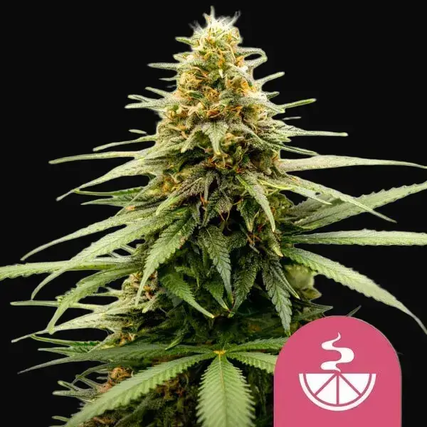 Lemon Skunk
