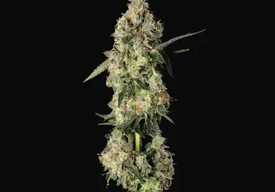 Lemon Smuggler