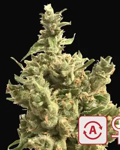 Lemon Sputnik Auto