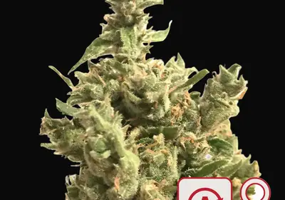 Lemon Sputnik Auto
